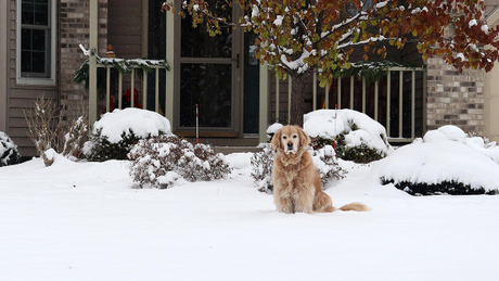winter yard dog.jpg